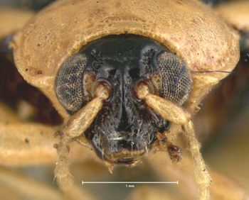Media type: image; Entomology 18774   Aspect: head frontal view